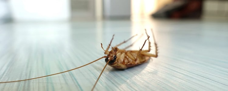 Cockroach Control Newstead